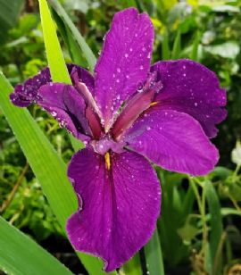 Jeri Louisiana Iris (Purple, Early-Midseason), Iris x 'Jeri'